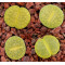 C036B - Plant